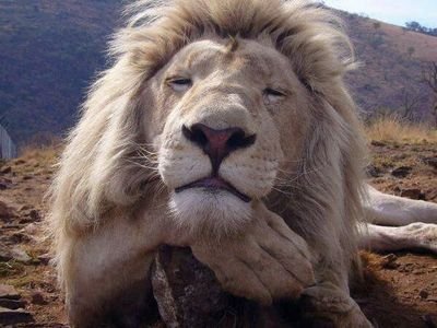 動物バカなアレな人
基本的に動物に関係するツイートが多めです。
タンクブロメリアにハマってます。
最近は虫多めです。
愛車ＴＹ２５０　急斜面を登り、コケるために爆走中(*ﾟ∀ﾟ)
独身に逆戻り_(┐「ε:)_