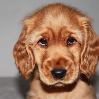 I wuv puppies