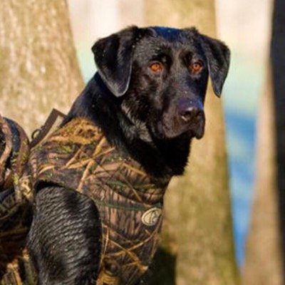 Official Twitter of Kennington Retrievers. Owner of 20 GRHRCH Passes. Building Retrievers That Change Your Life.