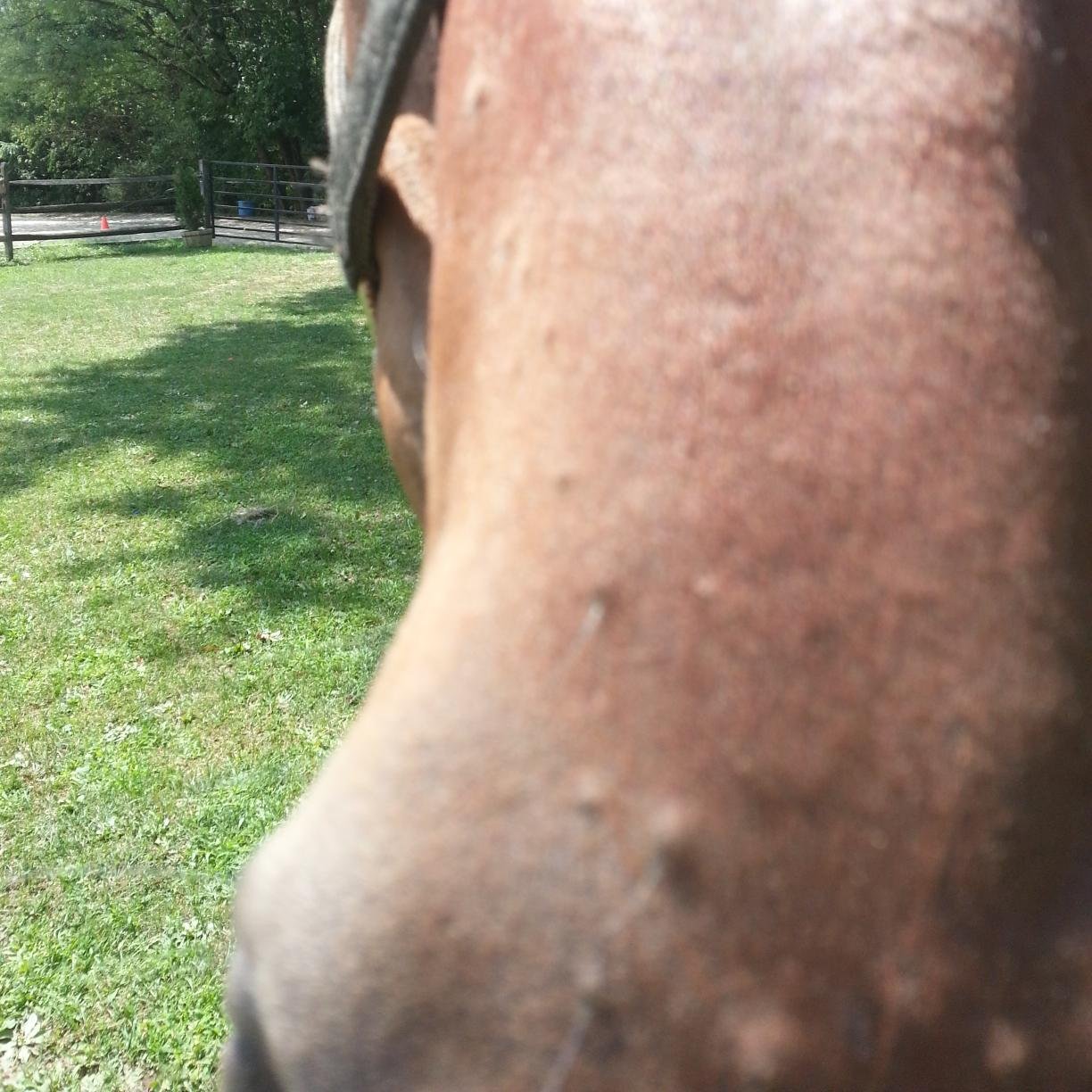 Equine & fitness blogger. Getting fit for the benefit of my horse.