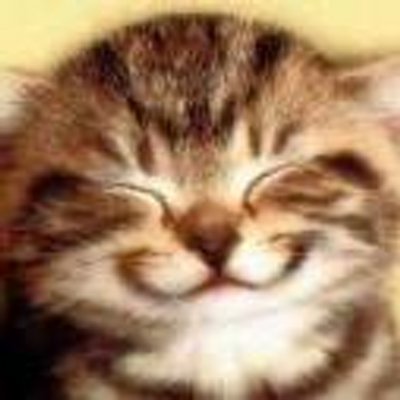 笑う猫 Referbogfdolnce Twitter 笑う猫 Referbogfdolnce Twitter