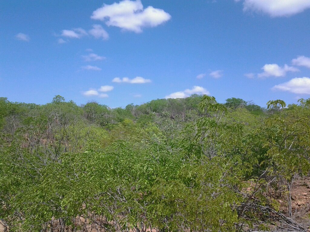 Programa Adote Uma Floresta , ajude sertanejos e Salve o Bioma da Caatinga no Nordeste com Certificação Empresarial em Neutralização de Carbono