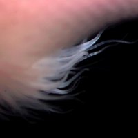Donald A. Fowler PhD (@evodevodon) 's Twitter Profile