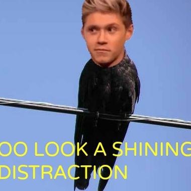 Directioner, I love Niall Horan. 0/5 ;-;