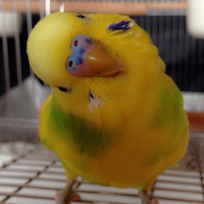 子供と小鳥と斉藤和義。工場畜産の酷さを知り菜食に。動物性不使用の食事。元保護鳥（セキセイのゆず♀、文鳥のくろすけ♀、はな♂、並うずらのかずくん、うららちゃん)との日々の記録や日常のあれこれ。戦争反対。自公政権を終わらせたい。政治は生活そのもの。無言フォローお許し下さい。
