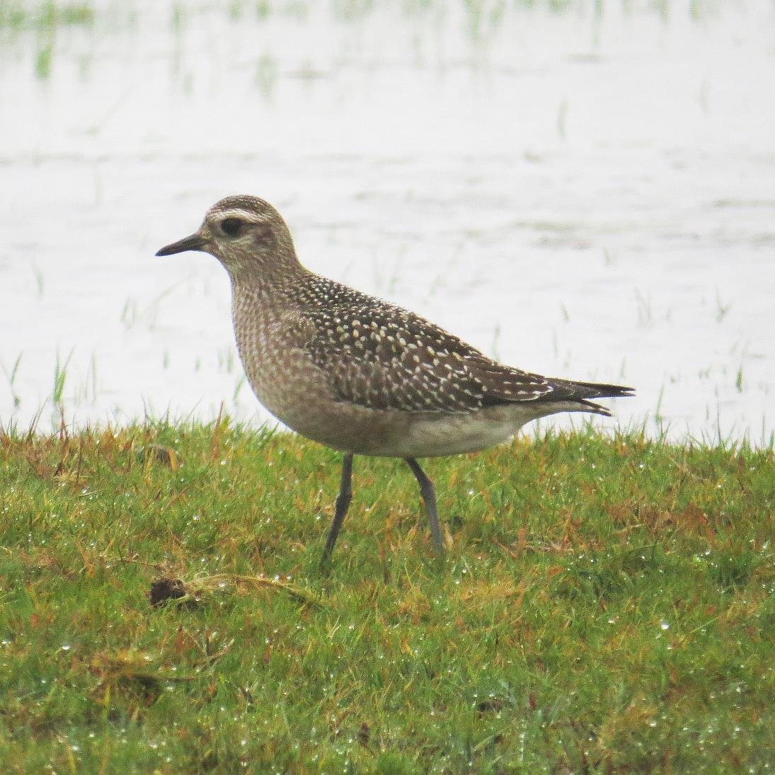 Christchurch Birder and CHOG member.