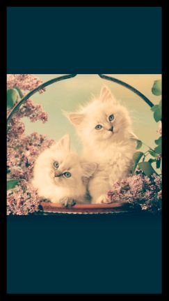 Amistosa, me gustan los animales y creo plenamente en el proceso Revolucionario