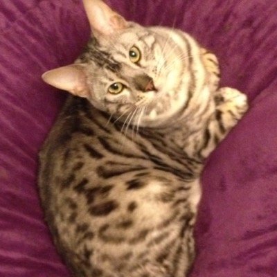 cathousetails's profile picture. Into all things cats. Desperately in love with my husband. Ex payroll mgr. Reiki attuned, DōTERRA Aroma Touch masseur (in practice), mental health first aider.