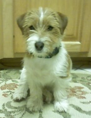 Tallybuckeye's profile picture. 