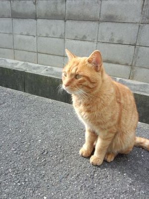 猫は虎柄派の薬剤師