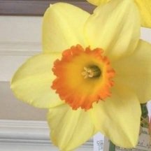 DaffodilPlanter Profile Picture