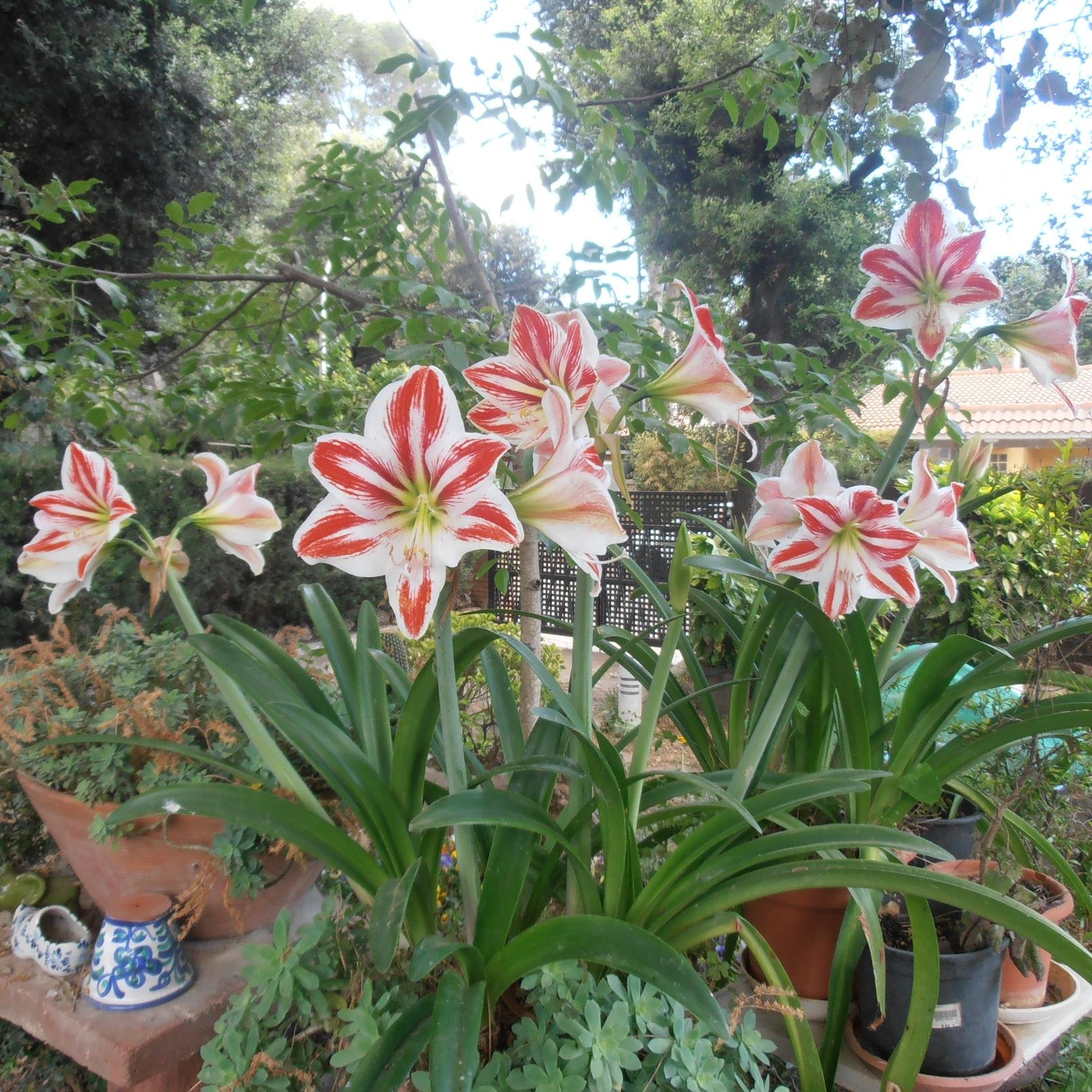 linamontserrat's profile picture. 