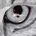 Missing Cats Anglia (@missingcatseast) Twitter profile photo