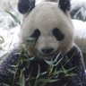 pandatower's profile picture. パンダとぬいぐるみ、ご当地・企業キャラ・着ぐるみなら何でも大好きです。有名よりマイナー好き☆博愛主義。休日は着ぐるみ活！他に歴史、神社仏閣、民俗学系など。コンシューマーゲーム大好き。特撮も好き。最近1/6ドールオーナーデビューしました。土偶部名：パニータ