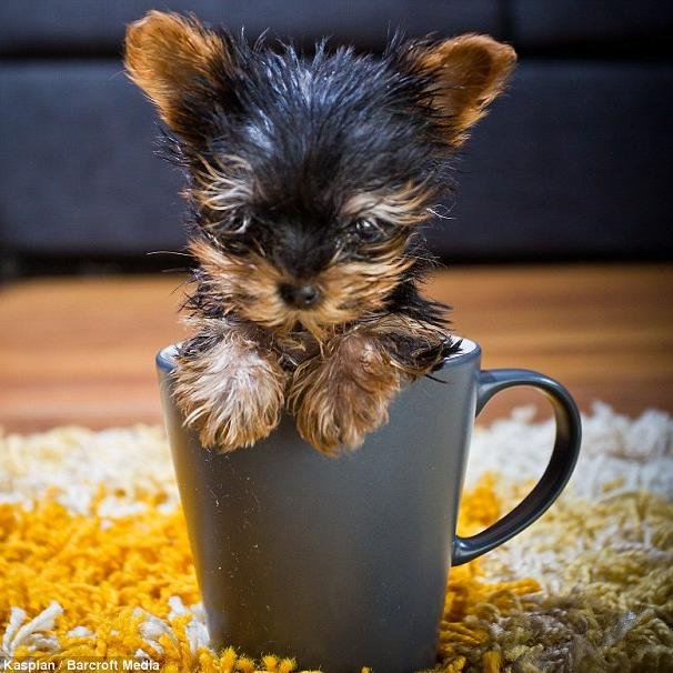 Hi♥ Meysi Is Now On Twitter! Im Meysi Probably The Worlds Smallest Dog. This Is The Official Meysi Twitter. My Owner, Anna Pohl Will Be Posting Etc .
