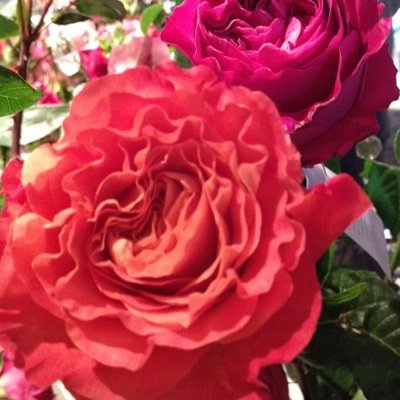 Garden Centre Specialist for North Wellington Co-op in Harriston. Mother of two. Tweets are my own.