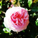 Jacqueline Hamel - @jac_hamel - Twitter