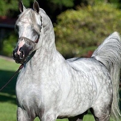 هوايتي عشق الخيل وخيال بنفس الوقت ومؤسس فريق فرسان حايل وهلالي صميم ولست شاعر ولكن احب ترتيب الكلام الجميل فقط