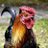abfamervie1977's profile image