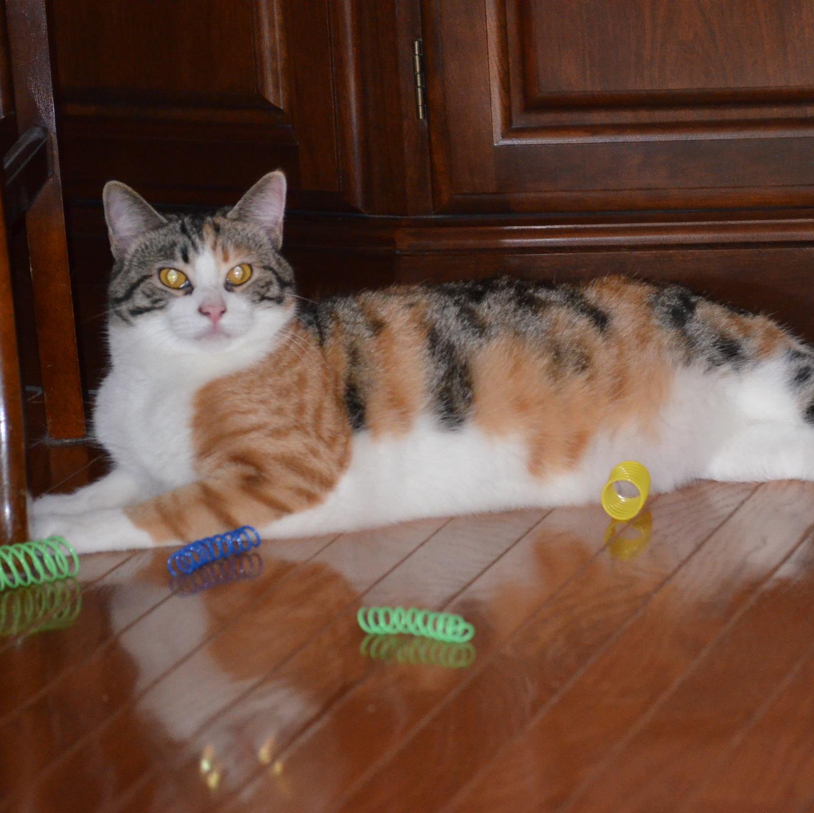 Mudfox's profile picture. Mother of 2 sons and 2 cats. Genealogist.