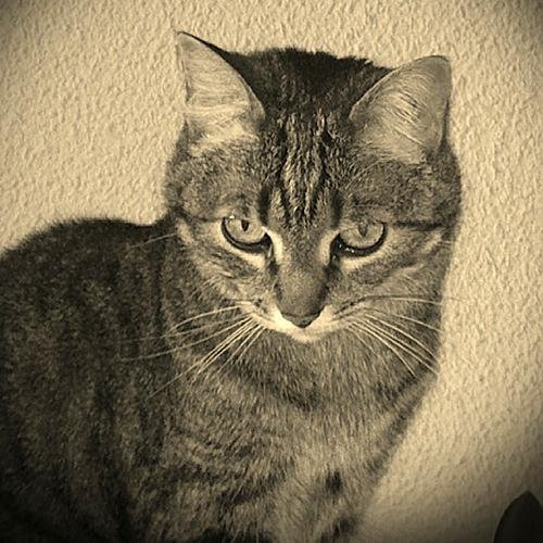 gatolucas3043's profile picture. 