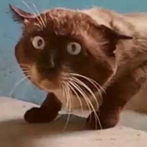 cavern_age's profile picture. Фантом