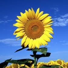 jerzykka's profile picture. 