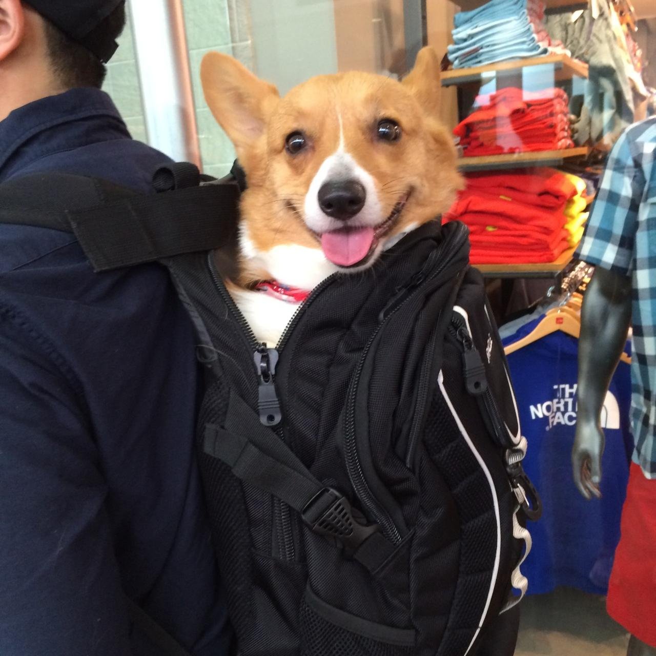 dogseveryday's profile picture. dogs.....everyday.......