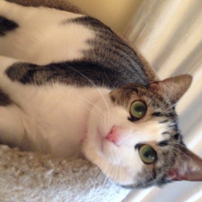 元出張族、過去は美術関係と衣料品貿易に従事、現在は専業主婦。 猫、美味しい物、旅行、音楽、映画が好きな一般投資家です。