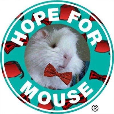 HopeforMouse's profile picture. Mouse is a lethal syringe fed guinea pig born blind & deaf. He also has asthma & aspirates. We're trying to raise awareness & help him get the care he needs.