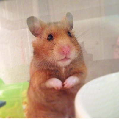 peaches_hamster's profile picture. Peaches.the.hamster's OFFICIAL twitter!