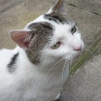 Andy (@quorn) 's Twitter Profile