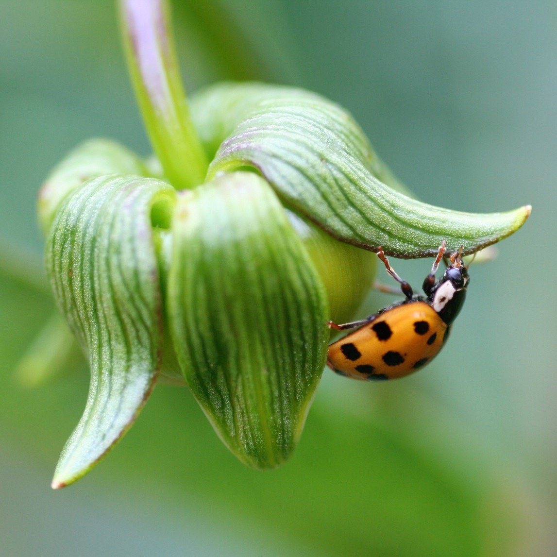 AnitasRMT's profile picture. 