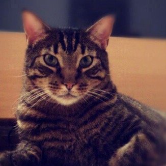 realvanthecat's profile picture. El gato cósmico