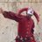 GiancFerr's profile image
