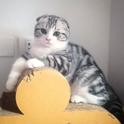 montakan316882 Profile Picture