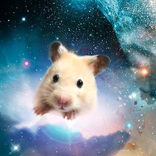 Space hamster on Twitter: “http://t.co/uL9ykxqotx” Space hamster on Twitter: “http://t.co/uL9ykxqotx”