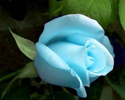 NaturTran's profile picture. Was born in Vietnam. Lived in Vietnam, japan, south china, Indonesia...Now in America...This world is only beautiful if your soul is good.