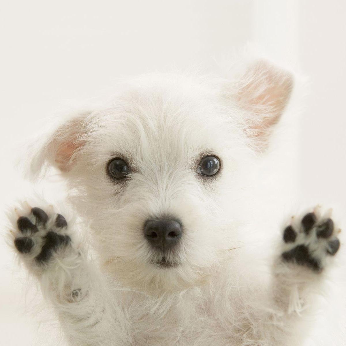 💙 pets, 💙 Indie ♫♫