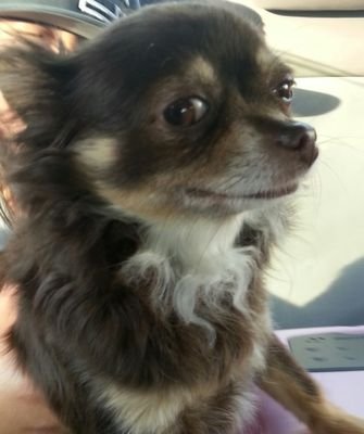 Full Bred long hair Chihuahua with a crazy lazy eye.  I bark at everything