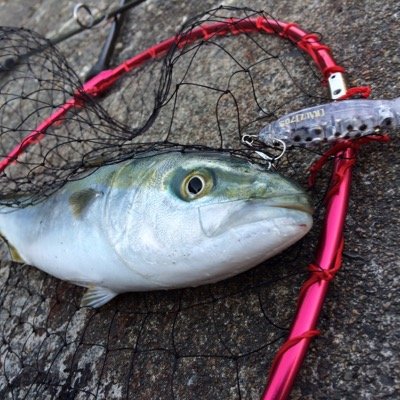 富山東部中心に活動してます。山、川、海といろんな釣りしてますが、川はヤマメ、海はヒラメが大好きです！エギングをはじめようかとしている模様… 無言フォロー失礼します