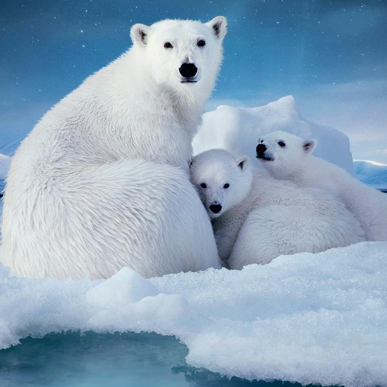 I plan to create a foundation to save some of our planets Animals