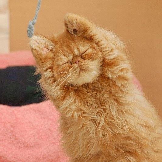 かわいい動物特集 To Loveる とらぶる ダークネス カラー版 7 Http T Co Ddtpjgplma Http T Co Adkdytlzzp かわいい動物特集 To Loveる とらぶる ダークネス カラー版 7 Http T Co Ddtpjgplma Http T Co Adkdytlzzp