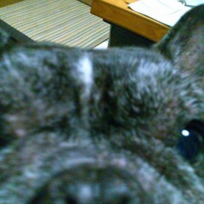 変な犬 B2b7db2aa41a487 Twitter 変な犬 B2b7db2aa41a487 Twitter