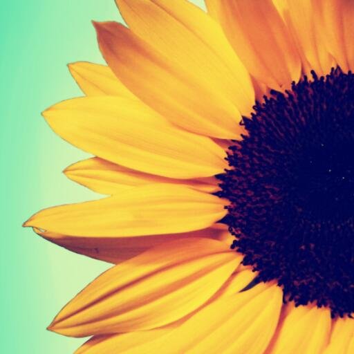 #Followback                 #Sonneblomq                            #Sonneblom             #Justice