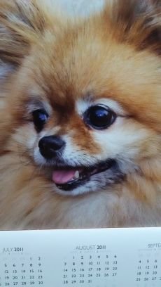 0817Applepine's profile picture. 