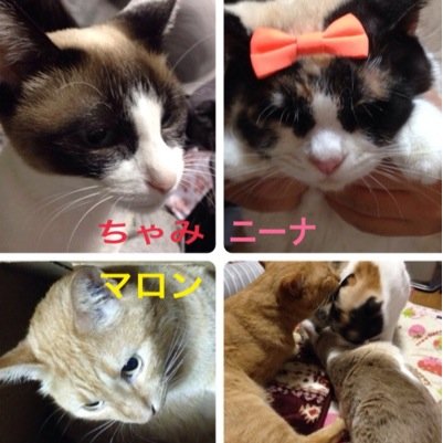 ねこ大好き。我が家にも3匹の猫(マロン♂ニーナ♀あんず♀)動物のアイコンを隠れ蓑に変なRTを流す垢はブロックします。