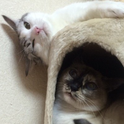 成人済20↑、心は小学生。愛猫ゆき・ちこ。最近はRT bot可している…。https://t.co/ny6VsemQUu.夢.何でも来いのオタク。あつ森、とうらぶ、pkmn、twst、呪、Vちゅば、2BRO.、三人称などなど。コミュ障ですがよろしくです。