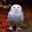 hipofanias's profile image
