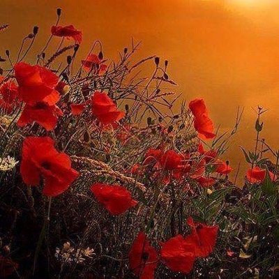 scrambledgegs's profile picture. Please note: All messages will be recorded for training purposes!